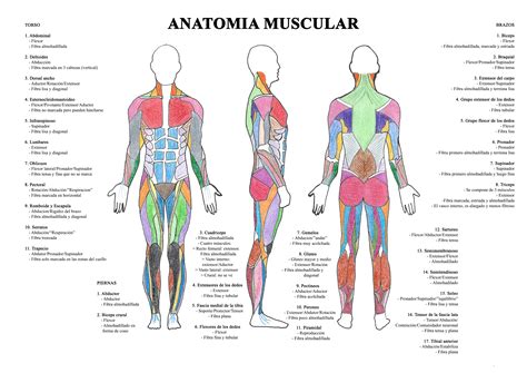 sistema muscular humano - sistema sensorial